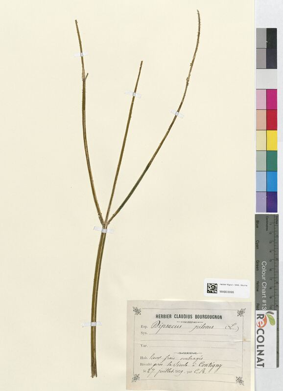 Dipsacus pilosus (Dipsacaceae)