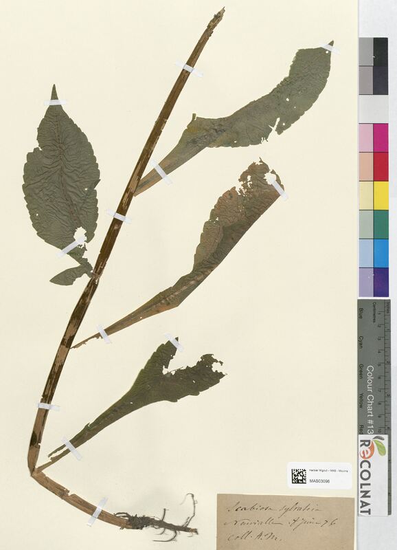 Scabiosa sylvatica (Dipsacaceae)