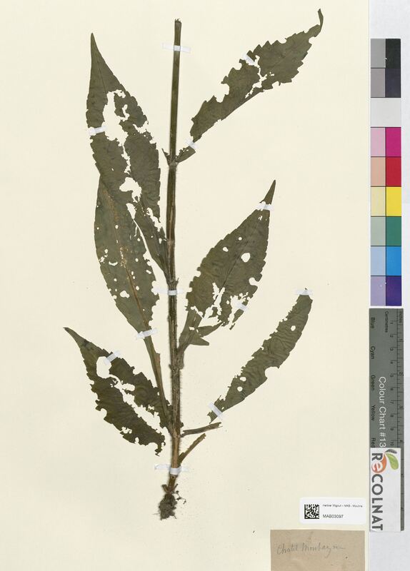 Scabiosa sylvatica (Dipsacaceae)