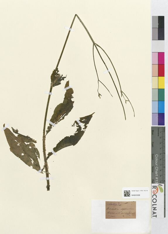 Knautia sylvatica (Dipsacaceae)