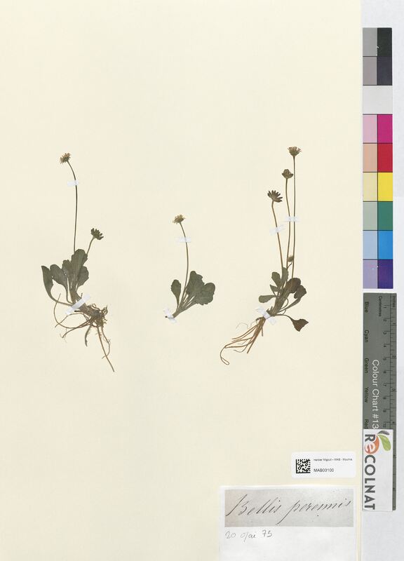 Bellis perennis (Asteraceae)