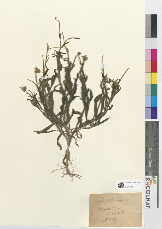 Calendula arvensis (Asteraceae)