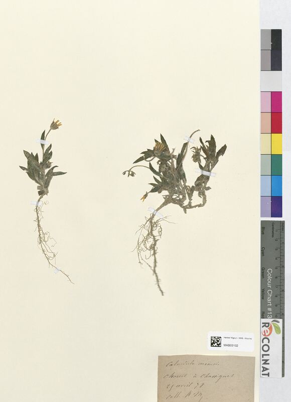 Calendula arvensis (Asteraceae)