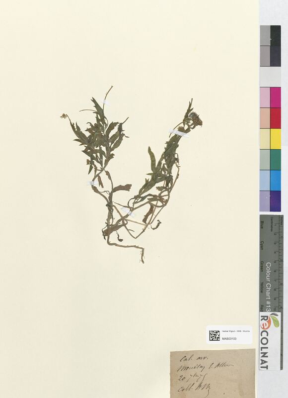 Calendula arvensis (Asteraceae)