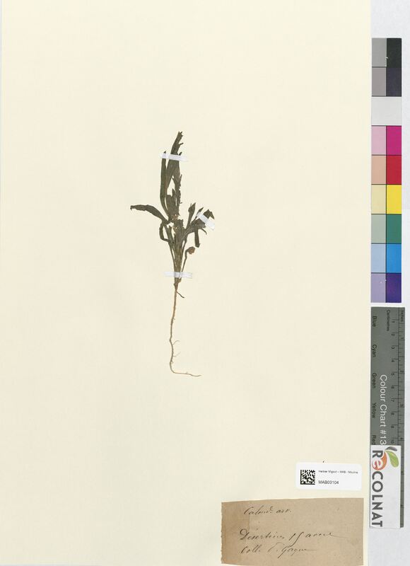 Calendula arvensis (Asteraceae)