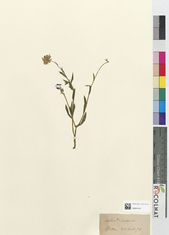 Calendula arvensis (Asteraceae)