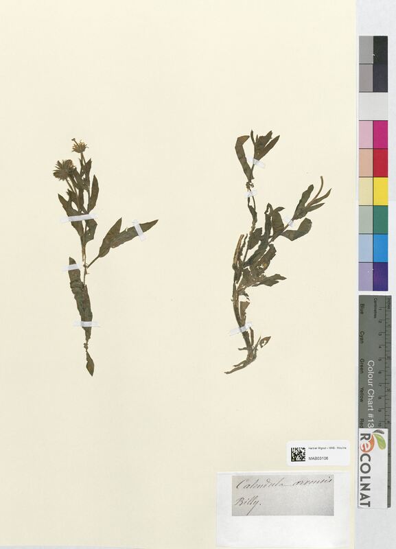 Calendula arvensis (Asteraceae)