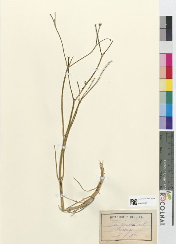 Bidens tripartita (Asteraceae)