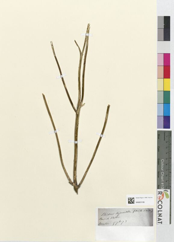 Bidens tripartita (Asteraceae)