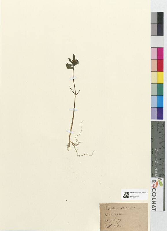 Bidens cernua (Asteraceae)