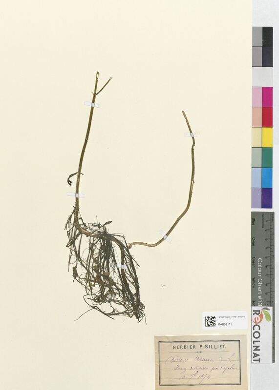 Bidens cernua (Asteraceae)