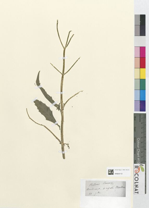 Bidens cernua (Asteraceae)