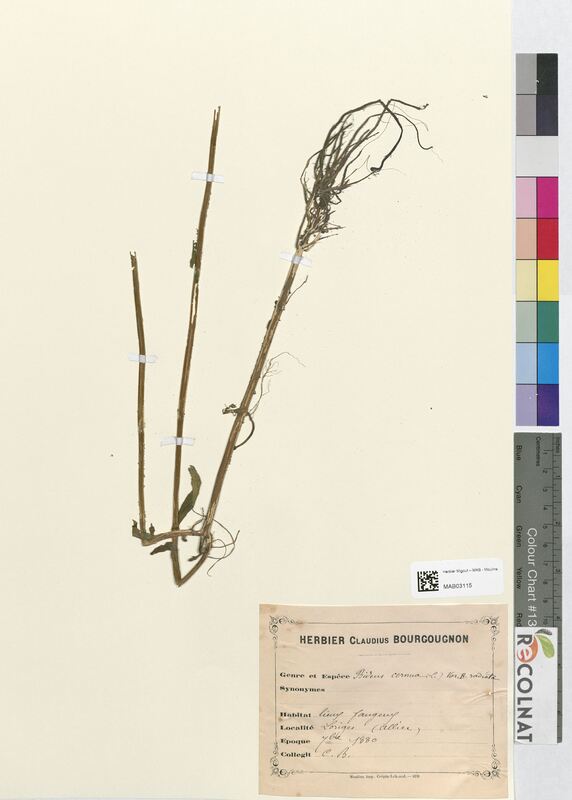 Bidens cernua (Asteraceae)