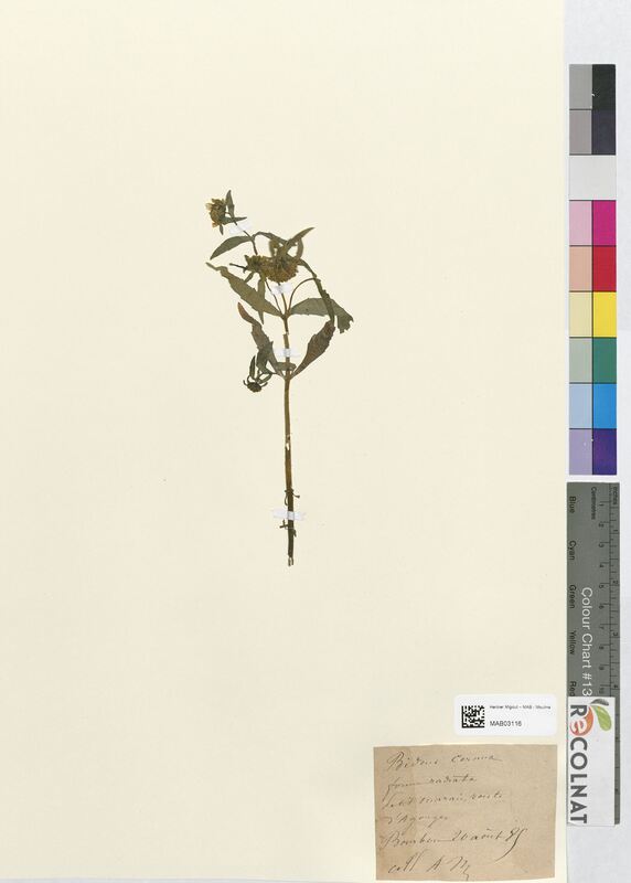 Bidens cernua (Asteraceae)