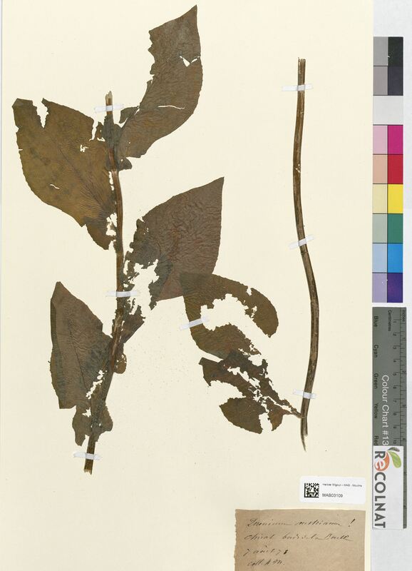 Doronicum austriacum (Asteraceae)