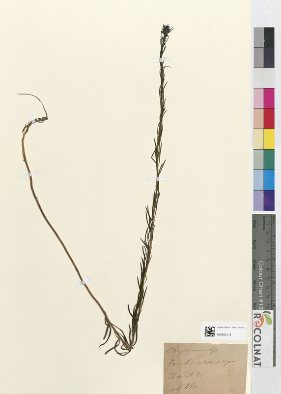 Chrysocoma lynosyris (Asteraceae)