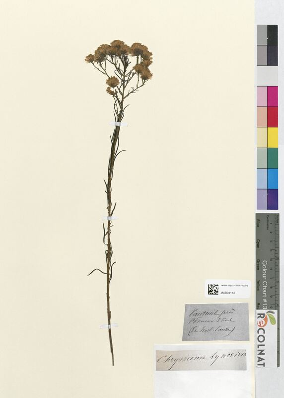 Chrysocoma lynosyris (Asteraceae)