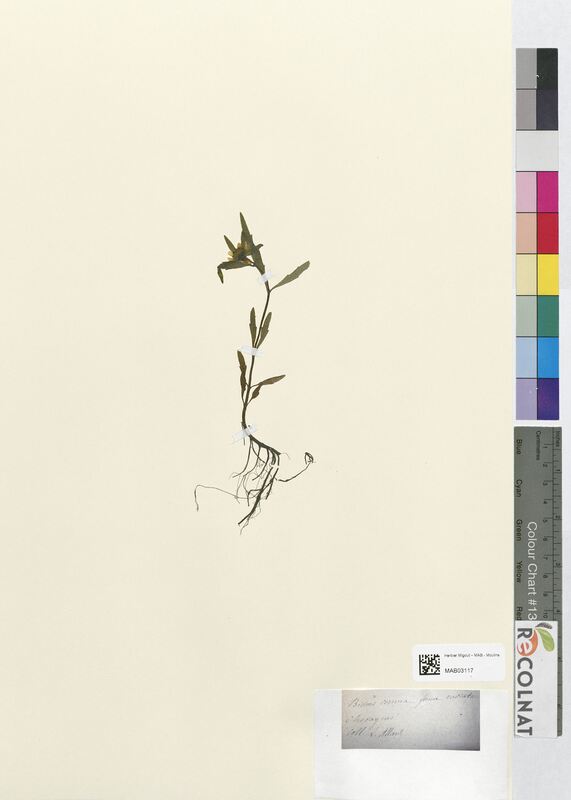 Bidens cernua (Asteraceae)