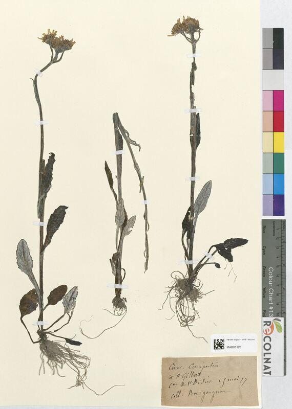 Cineraria campestris (Asteraceae)