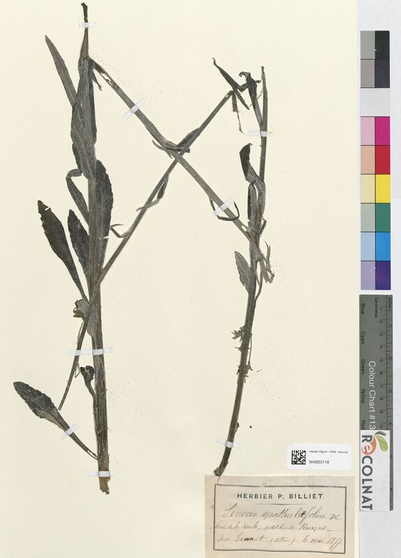 Senecio spathulifolius (Asteraceae)