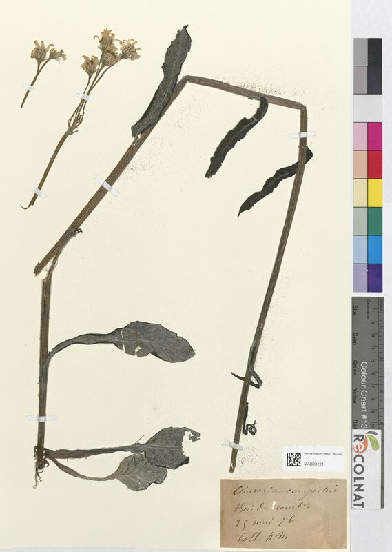 Cineraria campestris (Asteraceae)