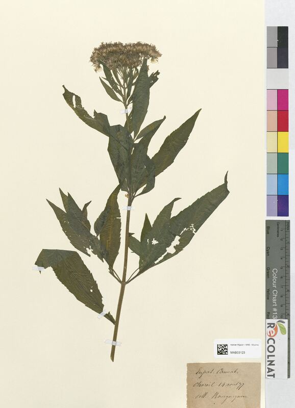 Eupatorium cannabinum (Asteraceae)