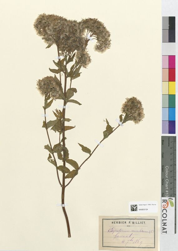 Eupatorium cannabinum (Asteraceae)