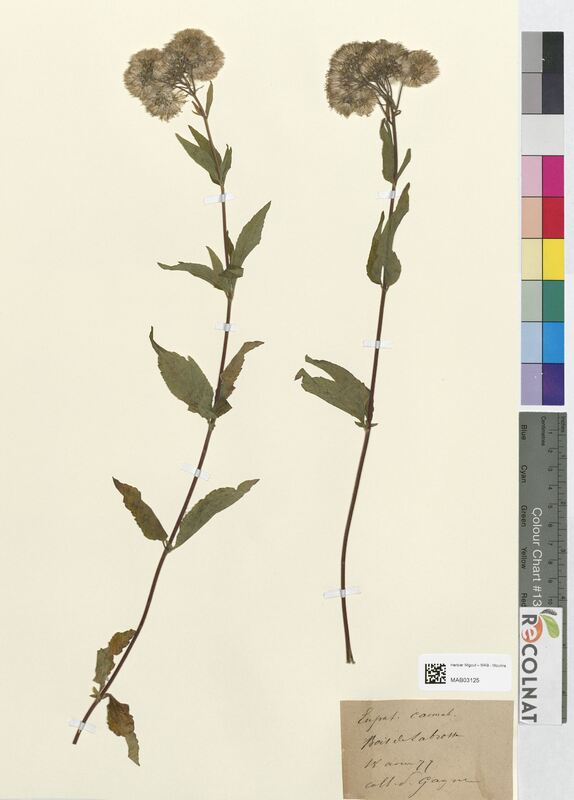 Eupatorium cannabinum (Asteraceae)