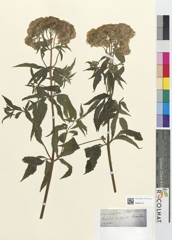 Eupatorium cannabinum (Asteraceae)