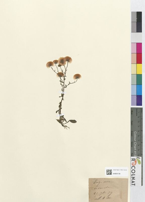 Erigeron acre (Asteraceae)