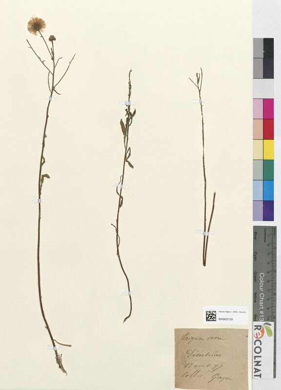 Erigeron acre (Asteraceae)