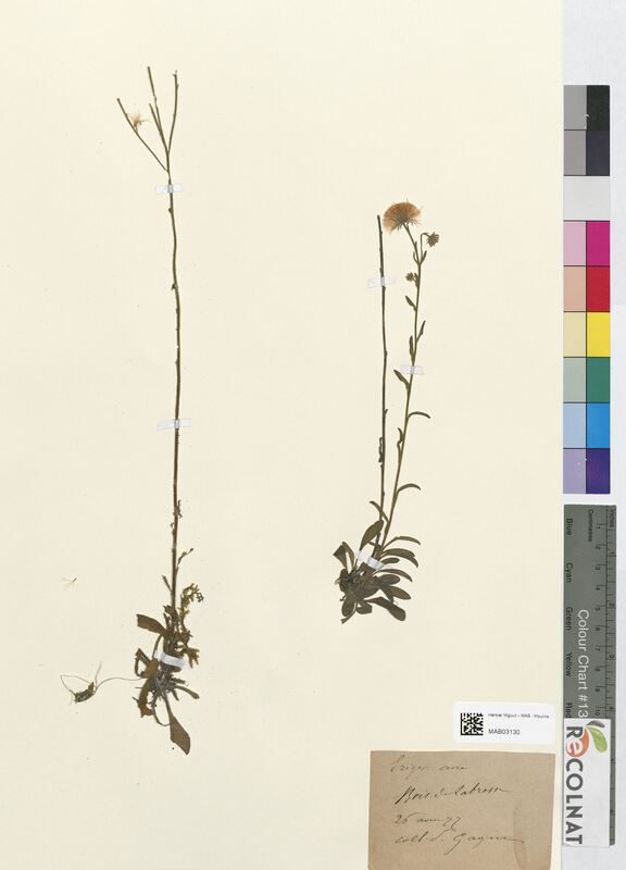 Erigeron acre (Asteraceae)