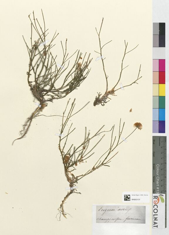 Erigeron acre (Asteraceae)