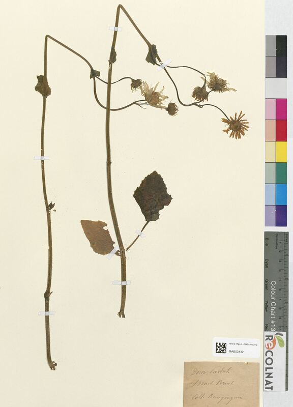 Doronicum pardalianches (Asteraceae)