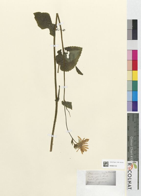 Doronicum pardalianches (Asteraceae)