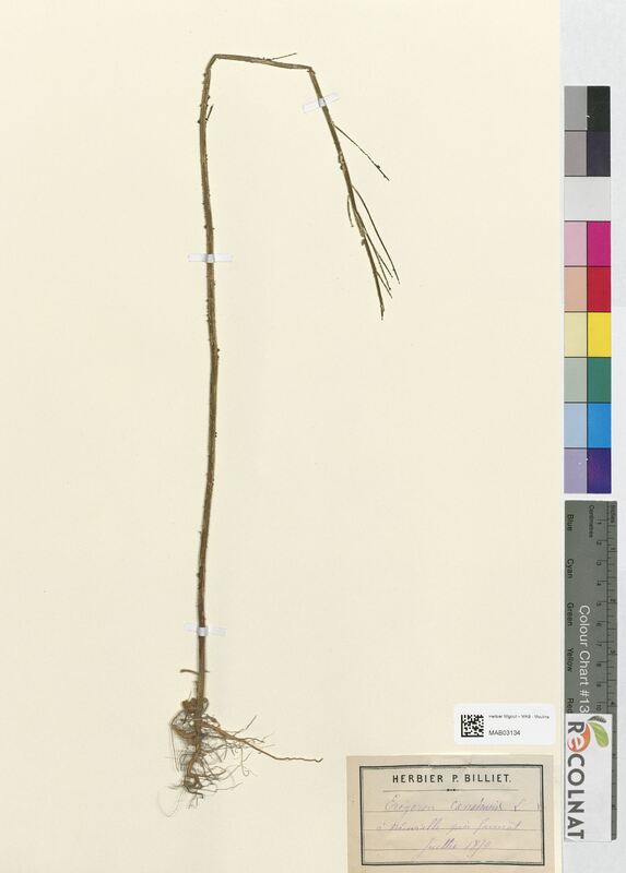 Erigeron canadensis (Asteraceae)