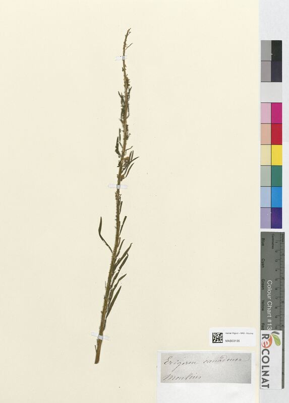 Erigeron canadensis (Asteraceae)