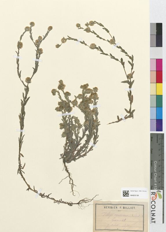 Filago canescens (Asteraceae)