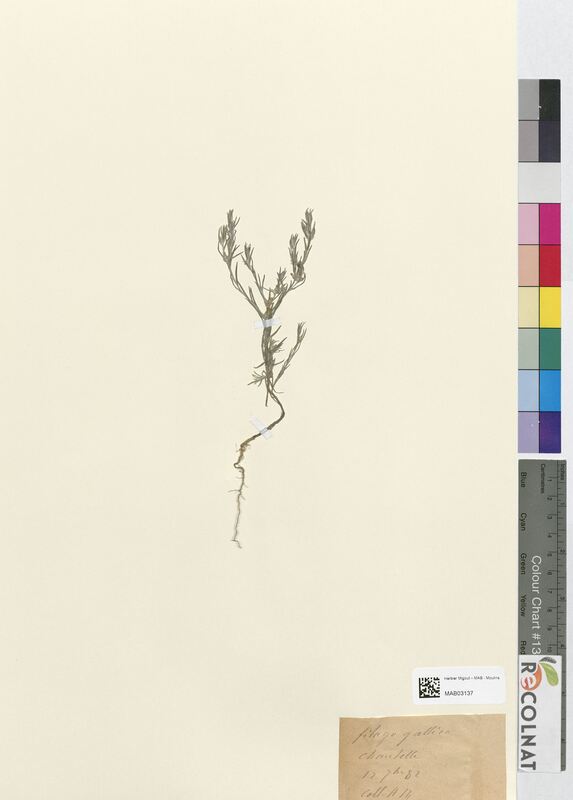 Filago gallica (Asteraceae)