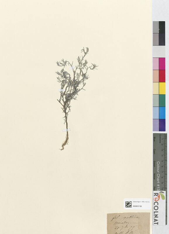 Filago gallica (Asteraceae)