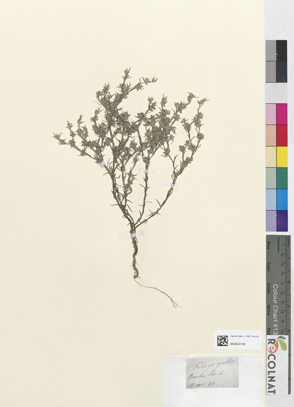 Filago gallica (Asteraceae)