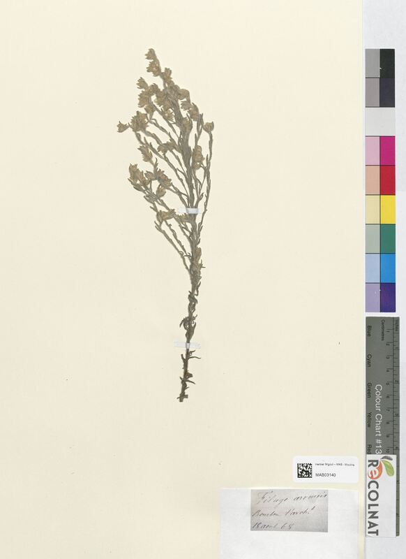 Filago arvensis (Asteraceae)