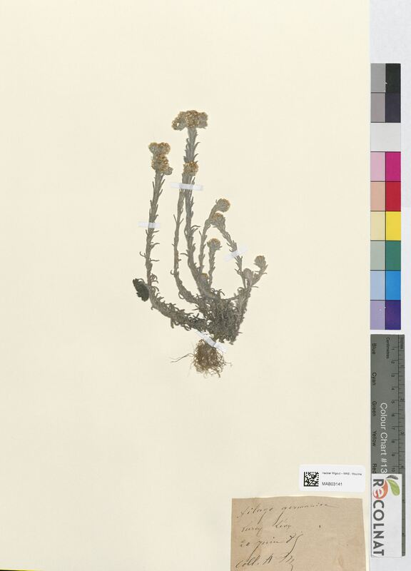 Filago germanica (Asteraceae)