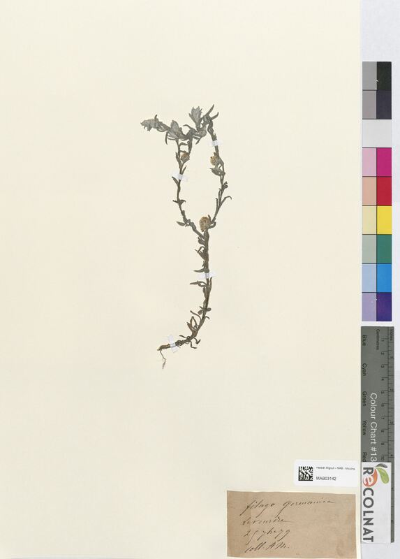 Filago germanica (Asteraceae)