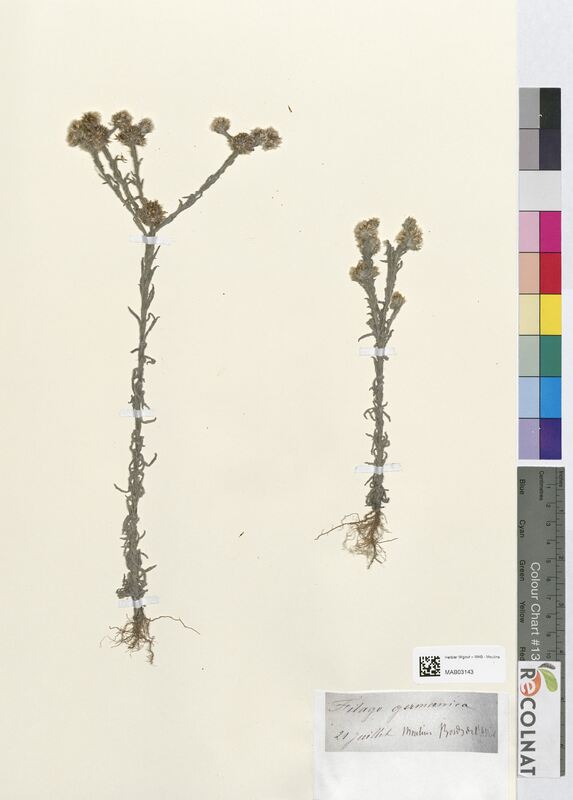 Filago germanica (Asteraceae)