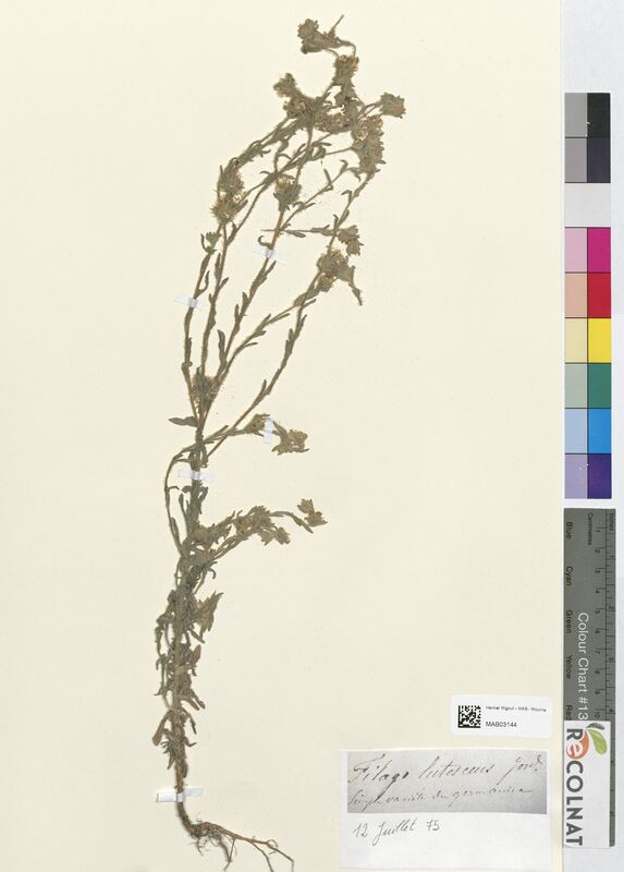 Filago lutescens (Asteraceae)