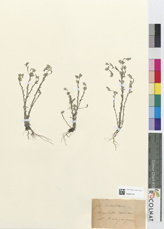 Filago montana (Asteraceae)