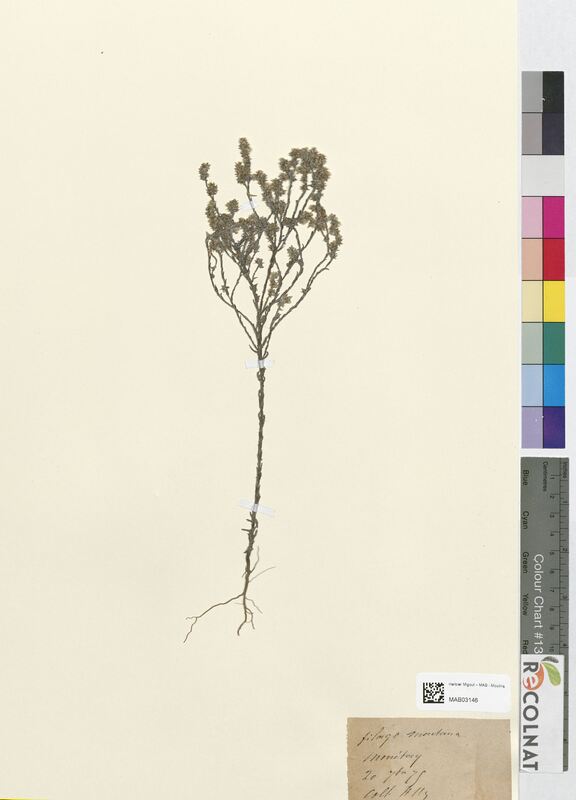 Filago montana (Asteraceae)