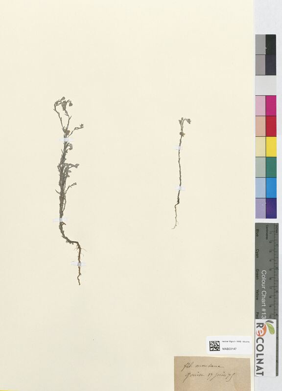 Filago montana (Asteraceae)