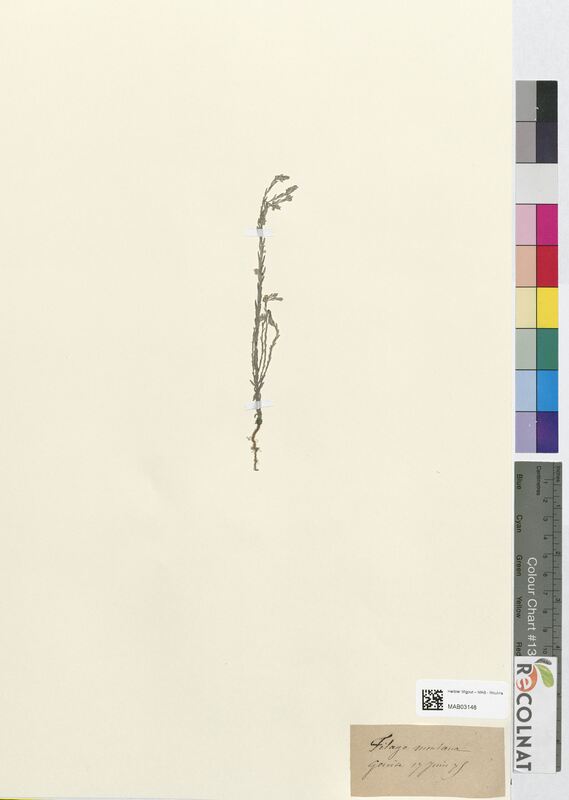 Filago montana (Asteraceae)